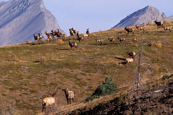 North America, Canada, Alberta, Mount Assiniboine Provincial Park. Elk (Cervus Elaphus)