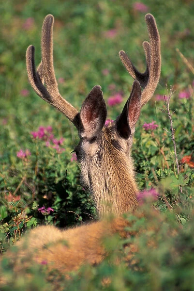 North America, Canada, Alberta, Waterton Lakes NP, Blacktail or Mule deer (Odocoilius