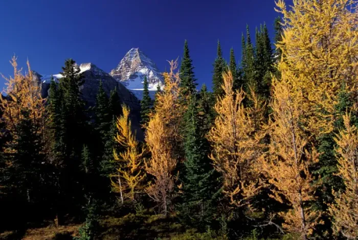Framed Print : North America, Canada, Assiniboine Prov. Park, Mt. Assiniboine and larch trees Framed Print : North America, Canada, Assiniboine Prov. Park, Mt. Assiniboine and larch trees