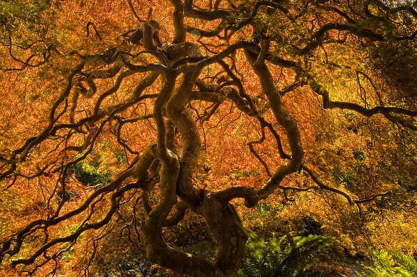 North America, Canada, BC, Victoria; Autumn Color in Maple Trees
