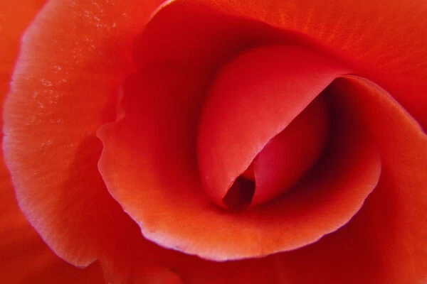 North America; Canada; BC; Victoria; Red Begonia Close up