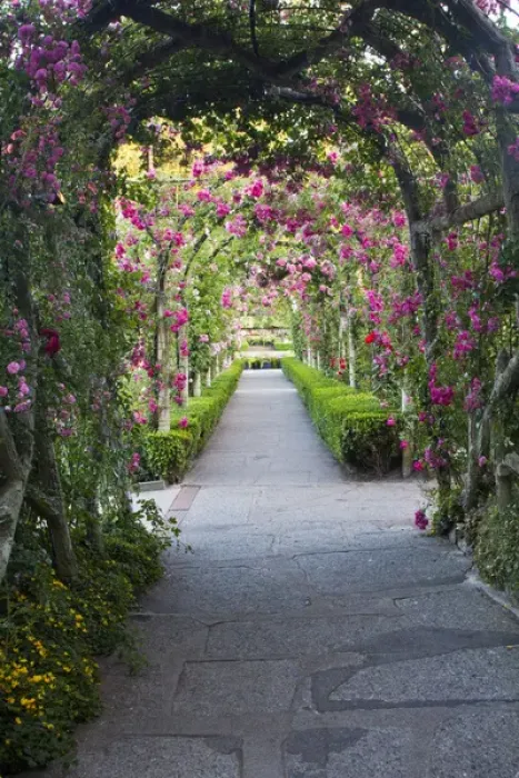 Framed Print : North America; Canada; BC; Victoria; Rose Garden at Butchard Gardens In Full Bloom Framed Print : North America; Canada; BC; Victoria; Rose Garden at Butchard Gardens In Full Bloom