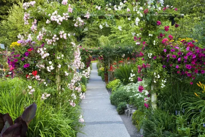 Framed Print : North America; Canada; BC; Victoria; Rose Garden at Butchard Gardens In Full Bloom Framed Print : North America; Canada; BC; Victoria; Rose Garden at Butchard Gardens In Full Bloom