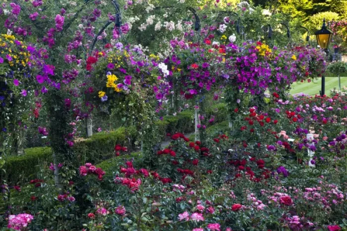 Framed Print : North America; Canada; BC; Victoria; Rose Garden at Butchard Gardens In Full Bloom Framed Print : North America; Canada; BC; Victoria; Rose Garden at Butchard Gardens In Full Bloom