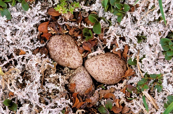 North America, Canada, British Columbia, Thaku River. Nightjar nest with 4 eggs