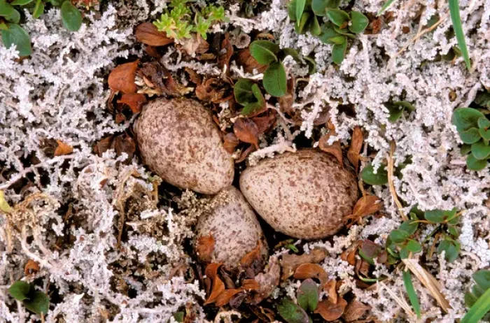 Framed Print : North America, Canada, British Columbia, Thaku River. Nightjar nest with 4 eggs