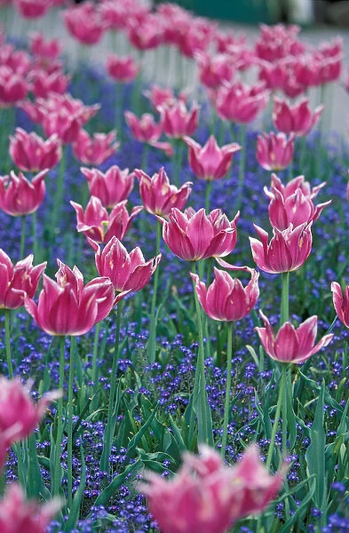 North America, Canada, British Columbia, Victoria, Butchart Gardens. Pink tulips