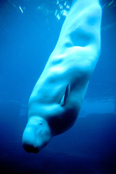North America, Canada, British Columbia, Vancouver, Vancouver Aquarium, Beluga whale