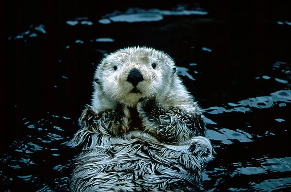 North America, Canada, British Columbia, Vancouver, Vancouver Aquarium, Sea otter