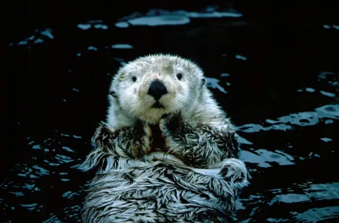 Framed Print : North America, Canada, British Columbia, Vancouver, Vancouver Aquarium, Sea otter