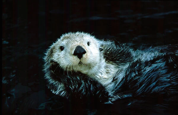 North America, Canada, British Columbia, Vancouver, Vancouver Aquarium, Sea otter