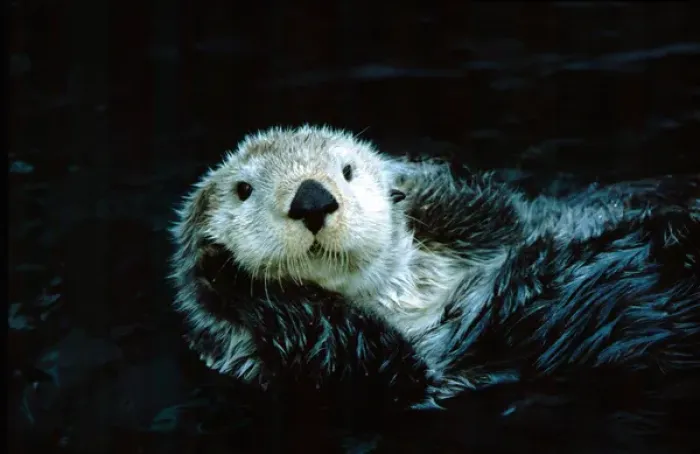Framed Print : North America, Canada, British Columbia, Vancouver, Vancouver Aquarium, Sea otter
