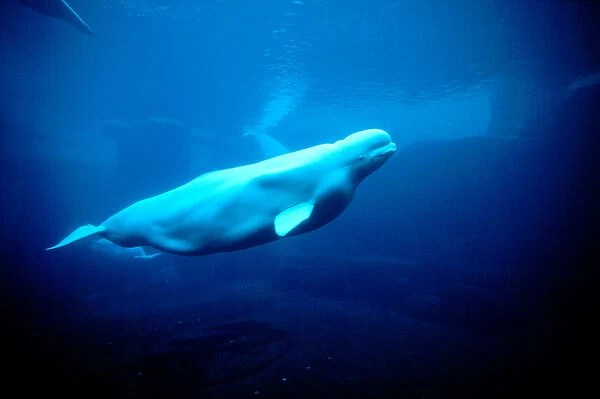 North America, Canada, British Columbia, Vancouver, Vancouver Aquarium, Beluga whales