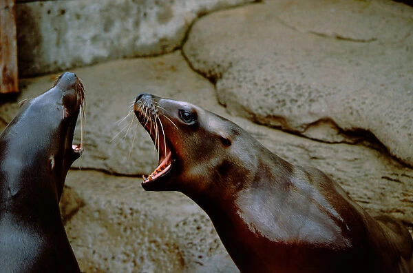 North America, Canada, British Columbia, Vancouver, Vancouver Aquarium. Captive seals