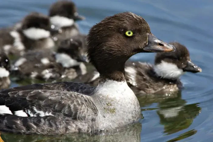 Framed Print : North America, Canada, British Columbia, Lac Le Jeune. Barrows Goldeneye (Bucephala