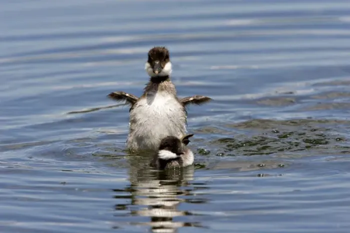 Framed Print : North America, Canada, British Columbia, Lac Le Jeune. Barrows Goldeneye (Bucephala