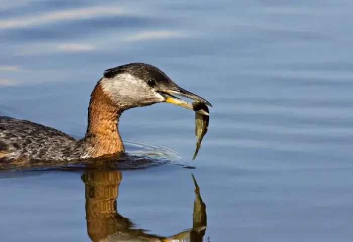 Framed Print : North America, Canada, British Columbia, Logan Lake. Red-necked Grebe (Podiceps grisegena) Framed Print : North America, Canada, British Columbia, Logan Lake. Red-necked Grebe (Podiceps grisegena)