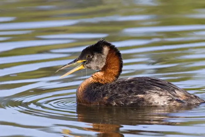 Framed Print : North America, Canada, British Columbia, Logan Lake. Red-necked Grebe (Podiceps grisegena)