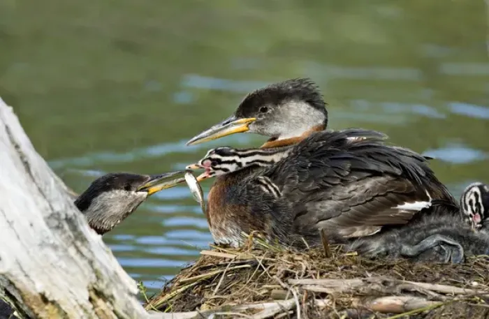 Framed Print : North America, Canada, British Columbia, Logan Lake. Red-necked Grebe (Podiceps grisegena)