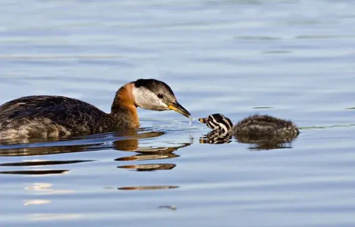 Framed Print : North America, Canada, British Columbia, Logan Lake. Red-necked Grebe (Podiceps grisegena)