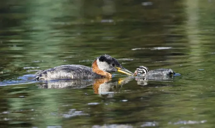 Framed Print : North America, Canada, British Columbia, Logan Lake. Red-necked Grebe (Podiceps grisegena)
