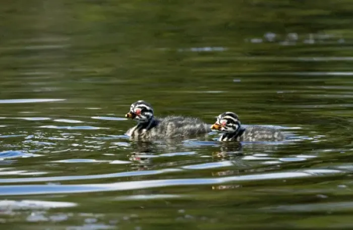 Framed Print : North America, Canada, British Columbia, Logan Lake. Red-necked Grebe (Podiceps grisegena) chicks