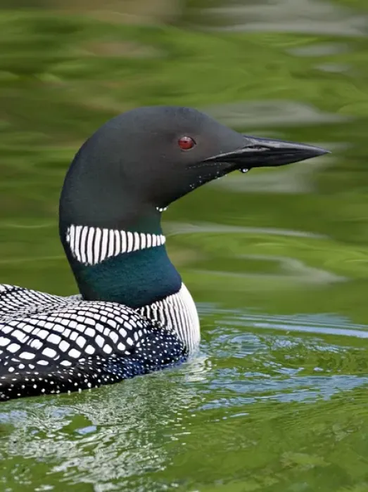Framed Print : North America, Canada, British Columbia, Lac Le Jeune. Common Loon (Gavia immer)