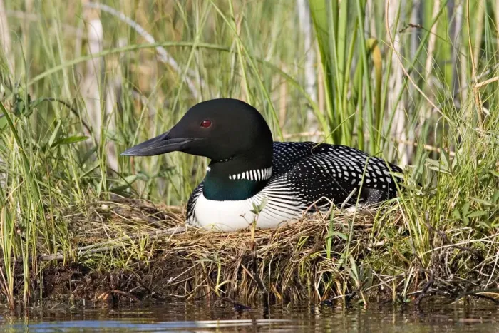 Framed Print : North America, Canada, British Columbia, Lac Le Jeune. Common Loon (Gavia immer) on nest Framed Print : North America, Canada, British Columbia, Lac Le Jeune. Common Loon (Gavia immer) on nest