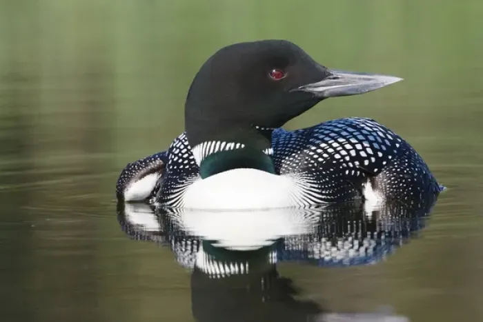 Framed Print : North America, Canada, British Columbia, Lac Le Jeune. Common Loon (Gavia immer) Framed Print : North America, Canada, British Columbia, Lac Le Jeune. Common Loon (Gavia immer)
