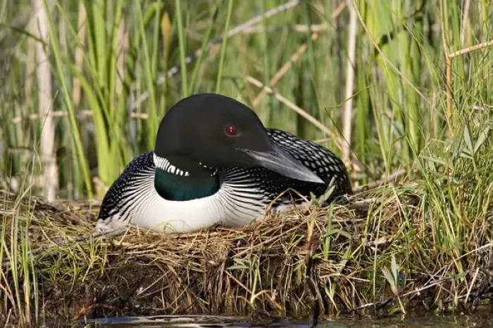 Framed Print : North America, Canada, British Columbia, Lac Le Jeune. Common Loon (Gavia immer) on nest