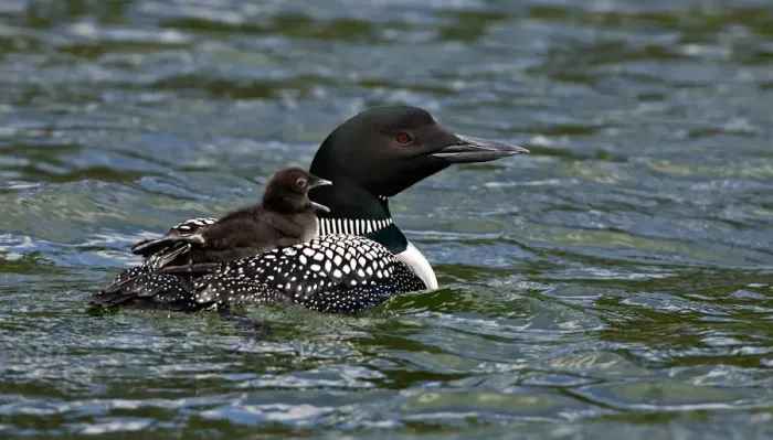 Framed Print : North America, Canada, British Columbia, Lac Le Jeune. Common Loon (Gavia immer)