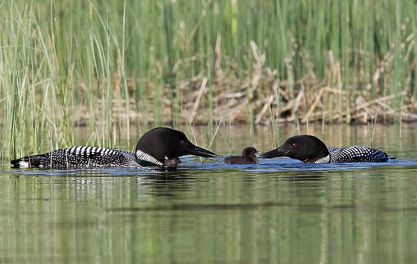 North America, Canada, British Columbia, Lac Le Jeune. Common Loon (Gavia immer)