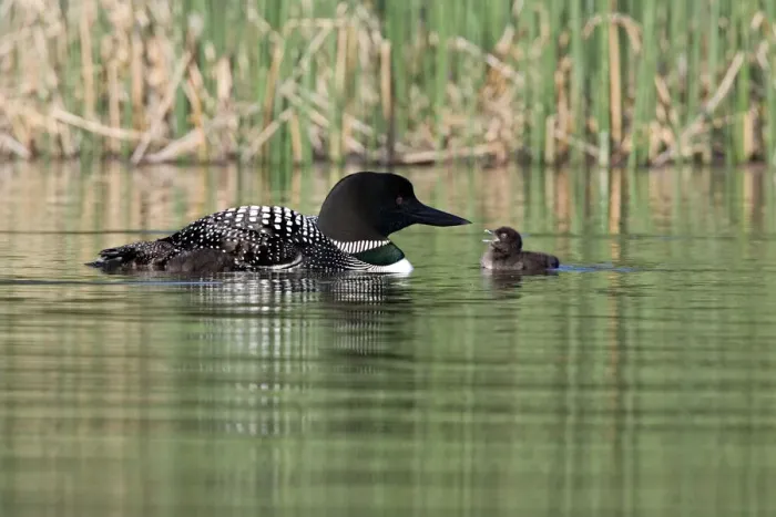 Framed Print : North America, Canada, British Columbia, Lac Le Jeune. Common Loon (Gavia immer) Framed Print : North America, Canada, British Columbia, Lac Le Jeune. Common Loon (Gavia immer)