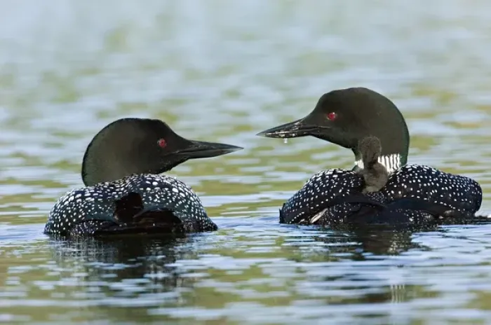 Framed Print : North America, Canada, British Columbia, Lac Le Jeune. Common Loon (Gavia immer) Framed Print : North America, Canada, British Columbia, Lac Le Jeune. Common Loon (Gavia immer)