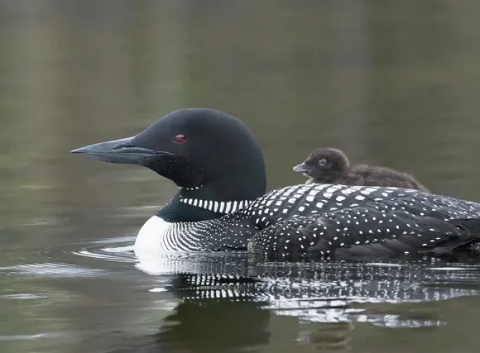 Framed Print : North America, Canada, British Columbia. Common Loon, (Gavia immer) with a chick Framed Print : North America, Canada, British Columbia. Common Loon, (Gavia immer) with a chick