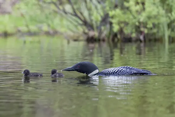 Framed Print : North America, Canada, British Columbia. Common Loon, (Gavia immer) giving an aquatic Framed Print : North America, Canada, British Columbia. Common Loon, (Gavia immer) giving an aquatic