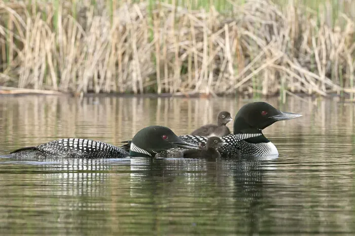 Framed Print : North America, Canada, British Columbia. Common Loon, (Gavia immer) family. One adult Framed Print : North America, Canada, British Columbia. Common Loon, (Gavia immer) family. One adult