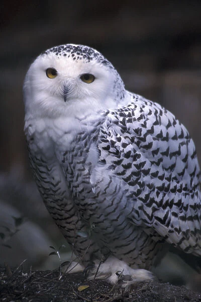 North America, Canada, British Columbia, Vancouver Island Snowy white owl