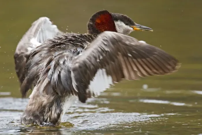 Framed Print : North America, Canada, British Columbia, Red-necked Grebe (Podiceps grisegena) adult flapping wings