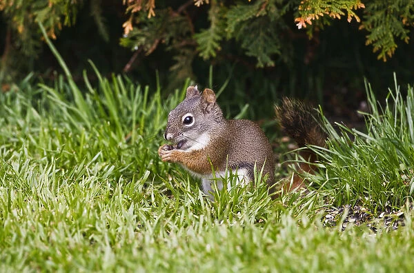 North America, Canada, British Columbia, Red Squirrel (Pine Squirrel) Tamiasciurus hudsonicus