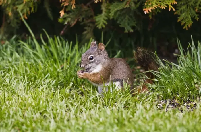 Framed Print : North America, Canada, British Columbia, Red Squirrel (Pine Squirrel) Tamiasciurus hudsonicus