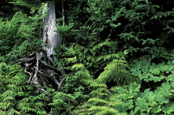 Framed Print : North America, Canada, British Columbia. Forest along Skeena River