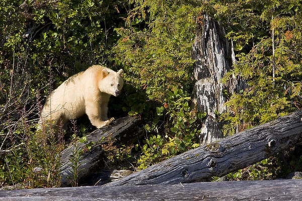 North America, Canada, British Columbia, Princess Royal Island. Kermode (Spirit) Bear