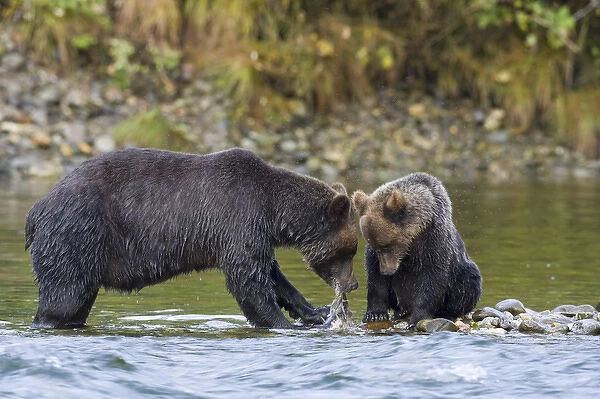 North America, Canada, British Columbia. Grizzly bear and cub eating salmon
