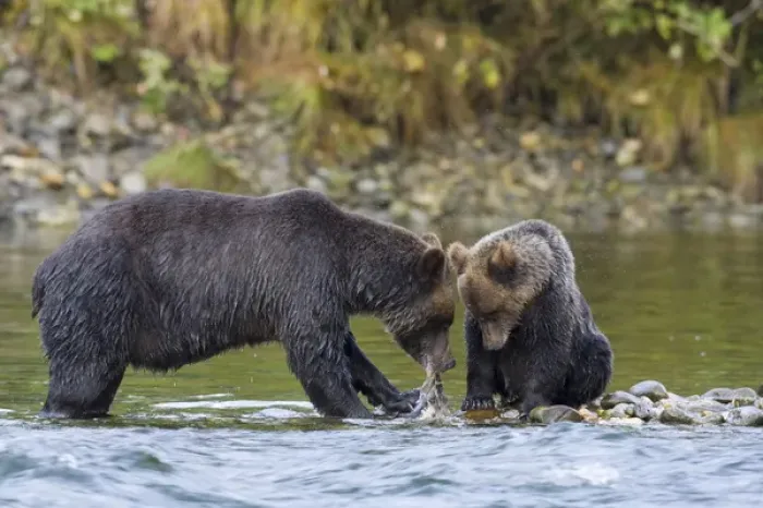 Framed Print : North America, Canada, British Columbia. Grizzly bear and cub eating salmon Framed Print : North America, Canada, British Columbia. Grizzly bear and cub eating salmon
