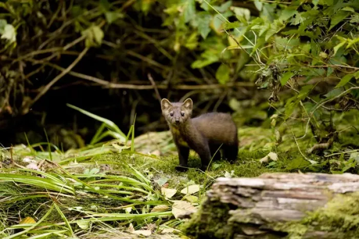 Framed Print : North America, Canada, British Columbia. American Marten Framed Print : North America, Canada, British Columbia. American Marten