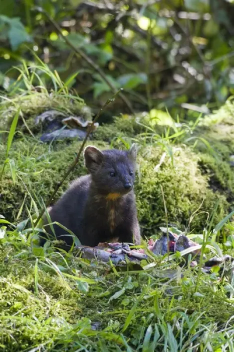 Framed Print : North America, Canada, British Columbia. American Marten eating salmon Framed Print : North America, Canada, British Columbia. American Marten eating salmon