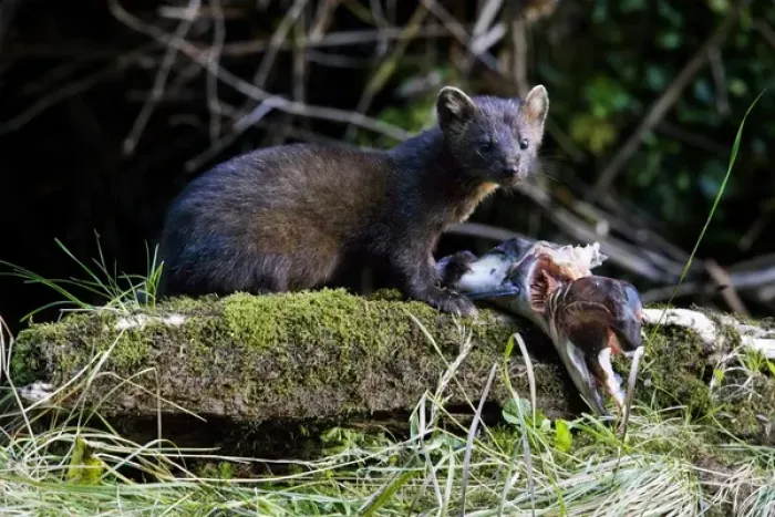 Framed Print : North America, Canada, British Columbia. American Marten eating salmon Framed Print : North America, Canada, British Columbia. American Marten eating salmon
