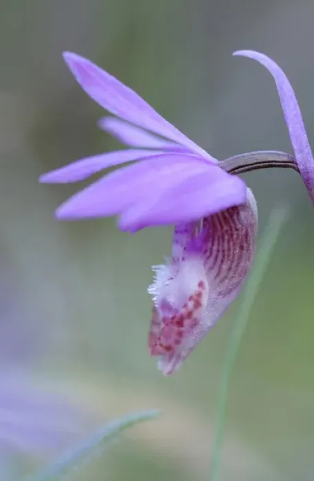 Framed Print : North America, Canada, British Columbia. Calypso Orchid (Calypso bulbosa), Pender Island Framed Print : North America, Canada, British Columbia. Calypso Orchid (Calypso bulbosa), Pender Island