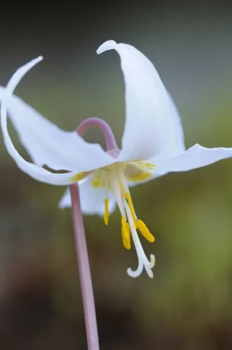 Framed Print : North America, Canada, British Columbia, Vancouver Island. White fawn lily (Erythronium oregonum)
